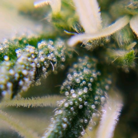 Atrofiada growlog photo: Chegando próximo da metade do ciclo de flora, as meninas já começaram a apresentar os primeiros tricomas