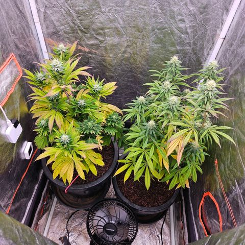 Atrofiada growlog photo: Plantas passaram da metade da fase de flora.

Para o primeiro cultivo, só de não terem morrido e chegado até aqui já é uma grande conquista 