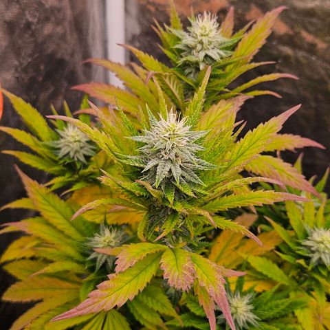 Atrofiada growlog timeline photo
