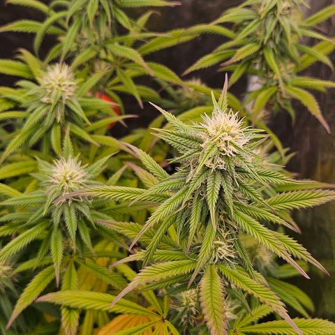 Atrofiada growlog timeline photo