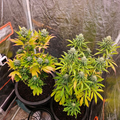 Atrofiada growlog photo: Metade da flora, não fiz scrog pelo simples estudo e aprendizado.

Entendi na prática que a falta do treinamento com scrog pode não ser muito boa.

Mas de qualquer forma, as plantas estão saudáveis, pequenas, mas saudáveis