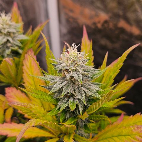 Atrofiada growlog timeline photo