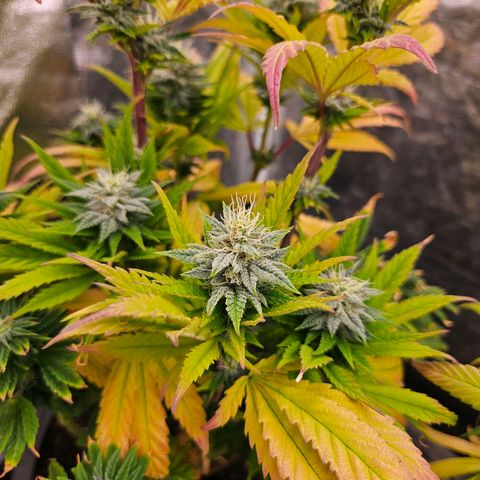 Atrofiada growlog timeline photo