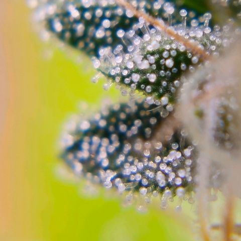 Atrofiada growlog timeline photo
