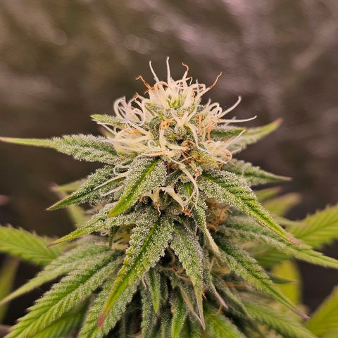5d growlog timeline photo