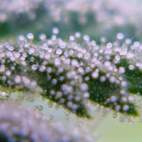 5d growlog timeline photo