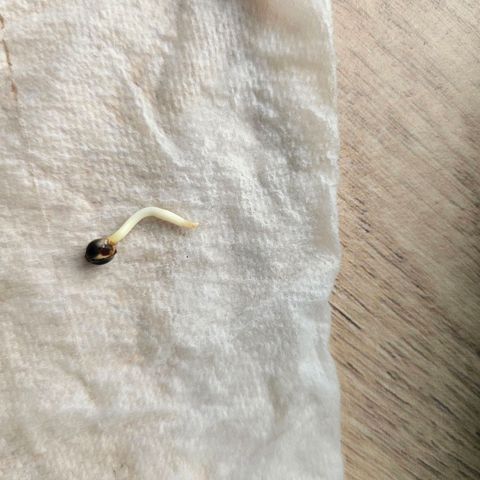 2Northern Light Automatic growlog photo 3