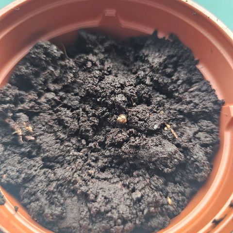2Northern Light Automatic growlog photo 2