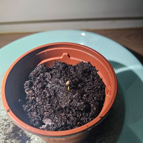 2Northern Light Automatic growlog timeline photo