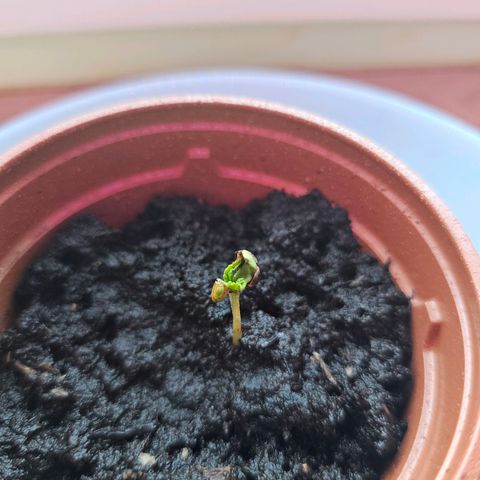 2Northern Light Automatic growlog timeline photo