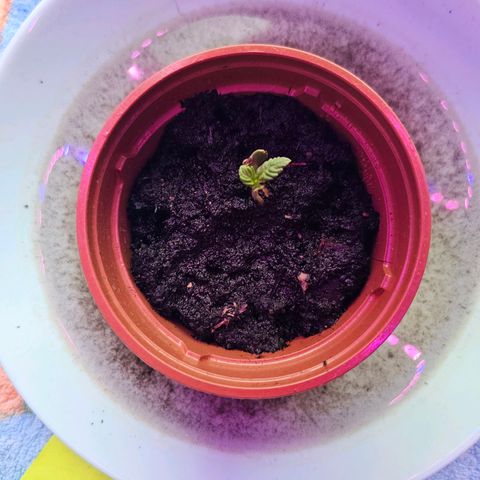 2Northern Light Automatic growlog timeline photo