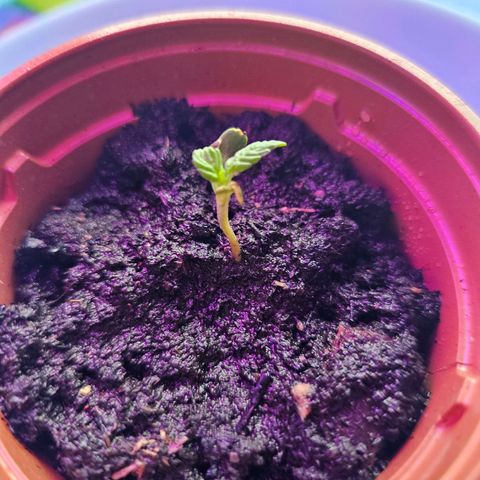 2Northern Light Automatic growlog timeline photo