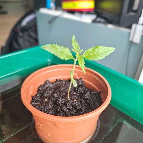 1Northern Light Automatic growlog timeline photo