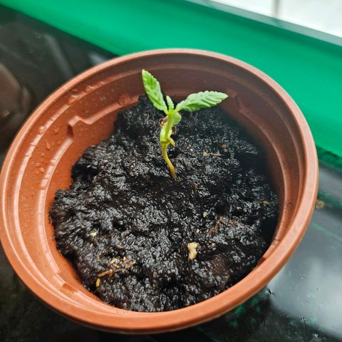 2Northern Light Automatic growlog timeline photo