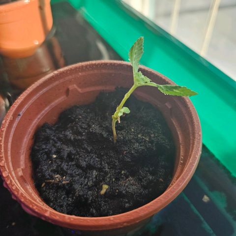 2Northern Light Automatic growlog timeline photo