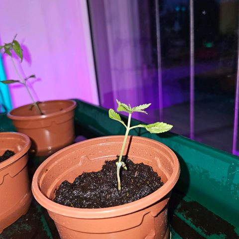 2Northern Light Automatic growlog photo 1