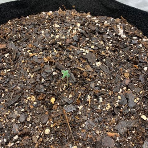 Auto Northern Lights growlog timeline photo