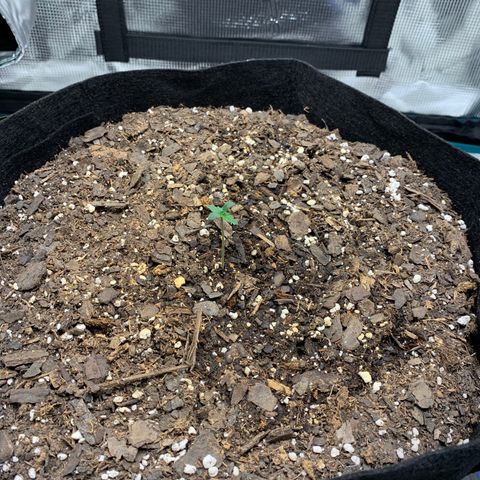 Auto Northern Lights growlog timeline photo