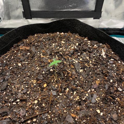 Auto Northern Lights growlog timeline photo
