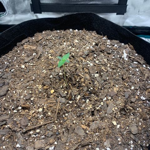 Auto Northern Lights growlog timeline photo