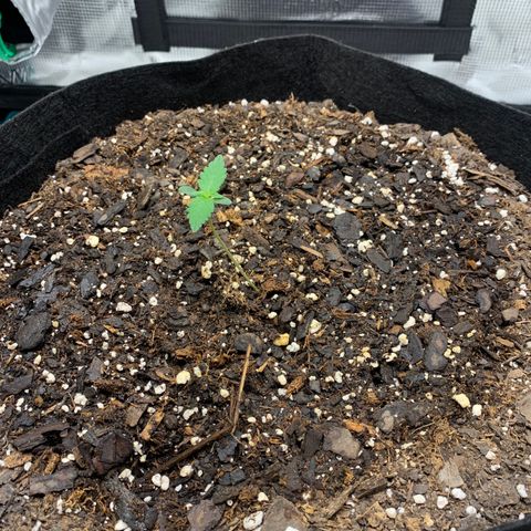 Auto Northern Lights growlog timeline photo