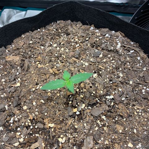 Auto Northern Lights growlog timeline photo
