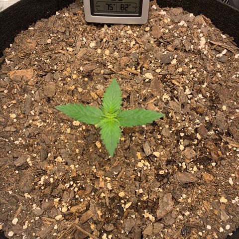 Auto Northern Lights growlog timeline photo