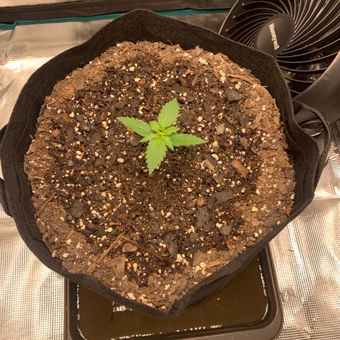 Auto Northern Lights growlog timeline photo
