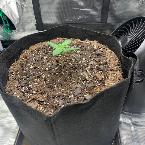 Auto Northern Lights growlog timeline photo