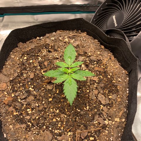 Auto Northern Lights growlog timeline photo