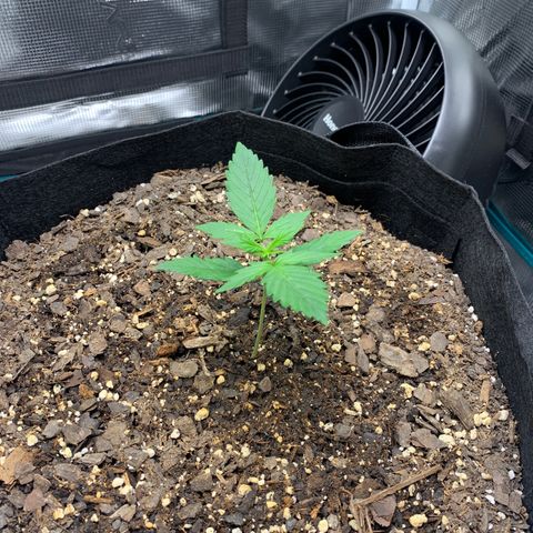 Auto Northern Lights growlog timeline photo