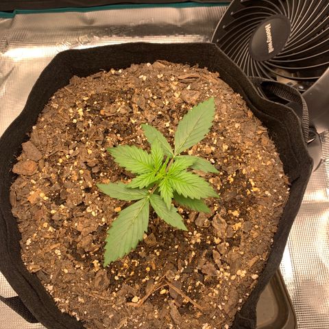 Auto Northern Lights growlog timeline photo