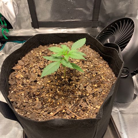 Auto Northern Lights growlog timeline photo
