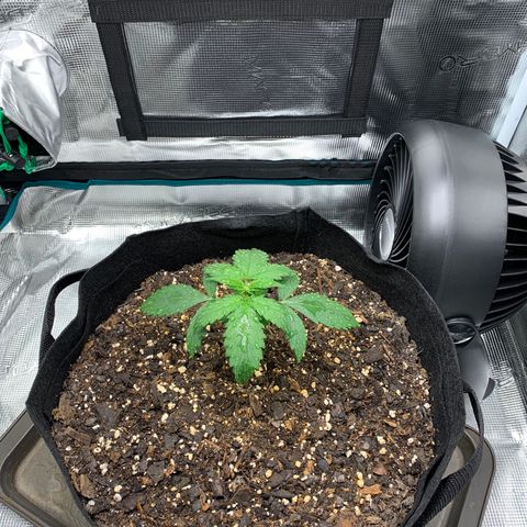 Auto Northern Lights growlog timeline photo
