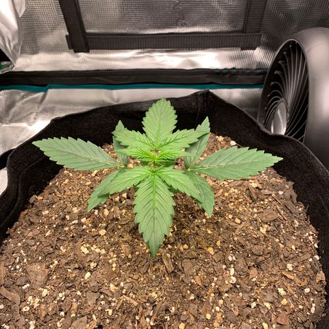 Auto Northern Lights growlog timeline photo