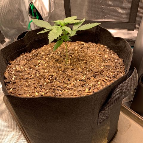 Auto Northern Lights growlog timeline photo