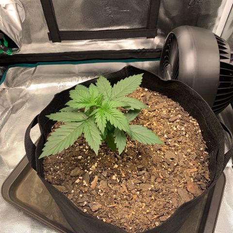 Auto Northern Lights growlog timeline photo