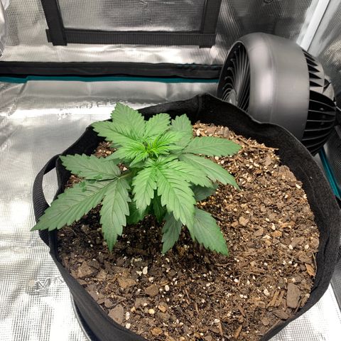 Auto Northern Lights growlog timeline photo