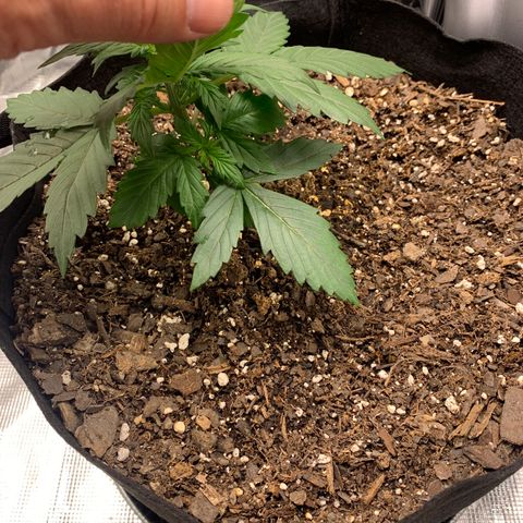 Auto Northern Lights growlog timeline photo