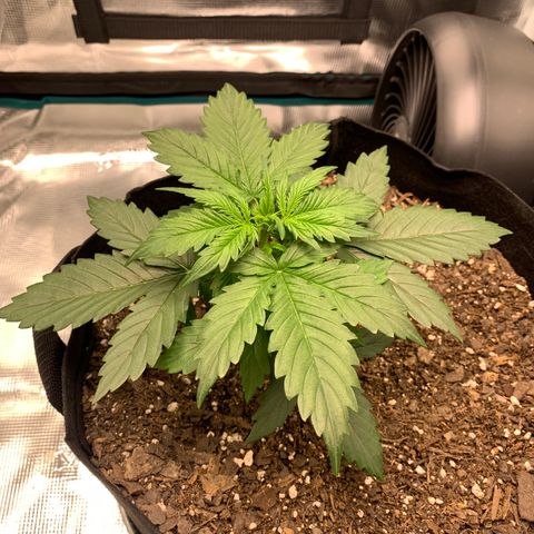 Auto Northern Lights growlog timeline photo
