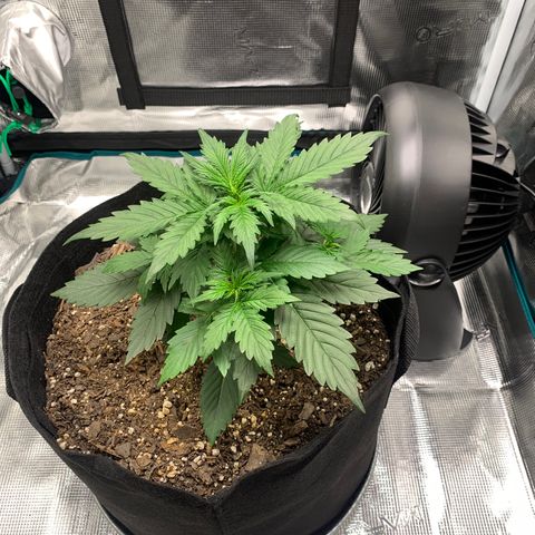 Auto Northern Lights growlog timeline photo