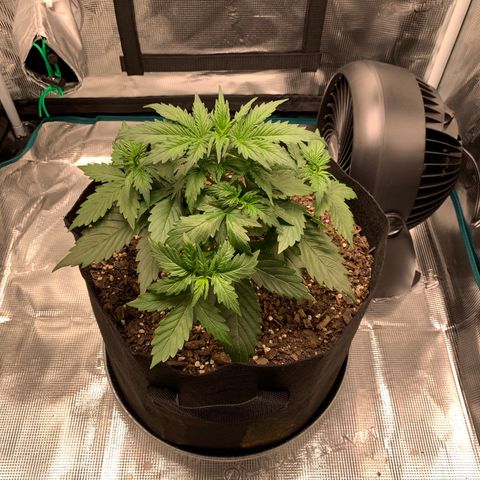 Auto Northern Lights growlog timeline photo