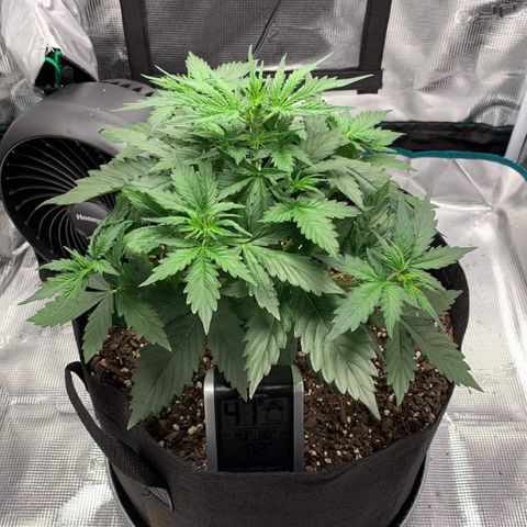 Auto Northern Lights growlog timeline photo
