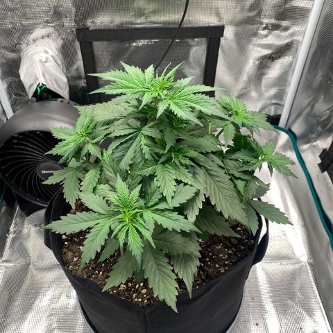 Auto Northern Lights growlog timeline photo