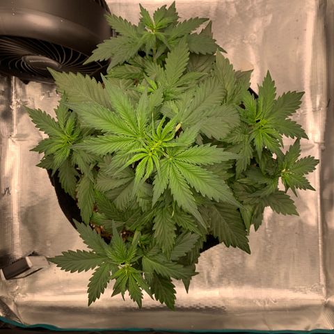 Auto Northern Lights growlog timeline photo
