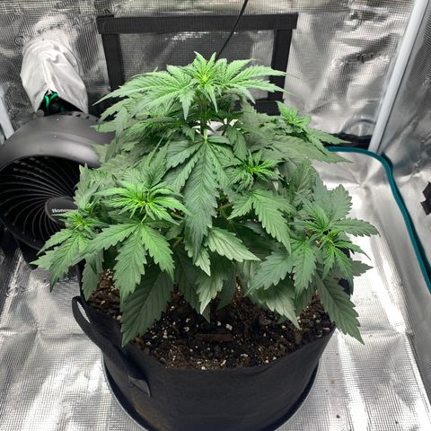 Auto Northern Lights growlog timeline photo