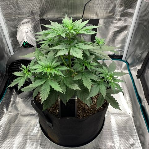 Auto Northern Lights growlog timeline photo