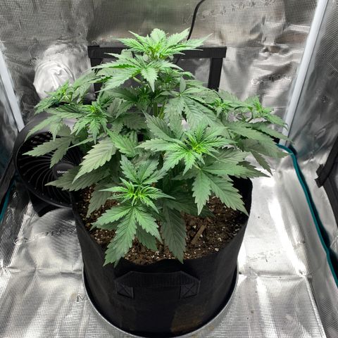 Auto Northern Lights growlog timeline photo