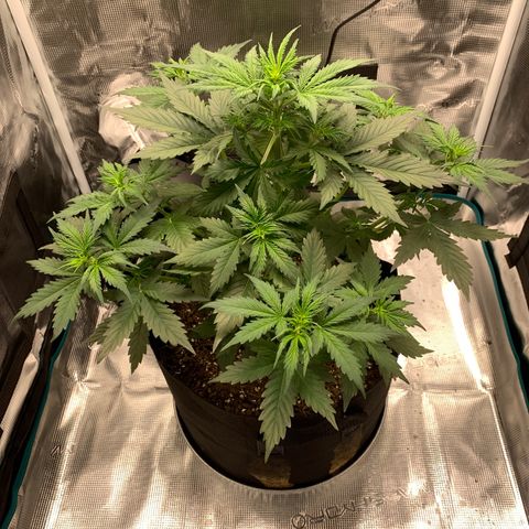 Auto Northern Lights growlog timeline photo
