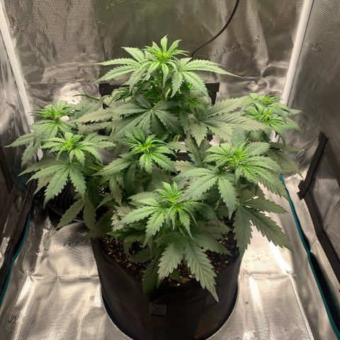 Auto Northern Lights growlog timeline photo